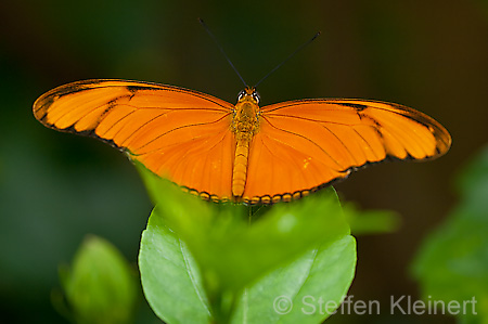 059 Julia-Falter - Dryas julia